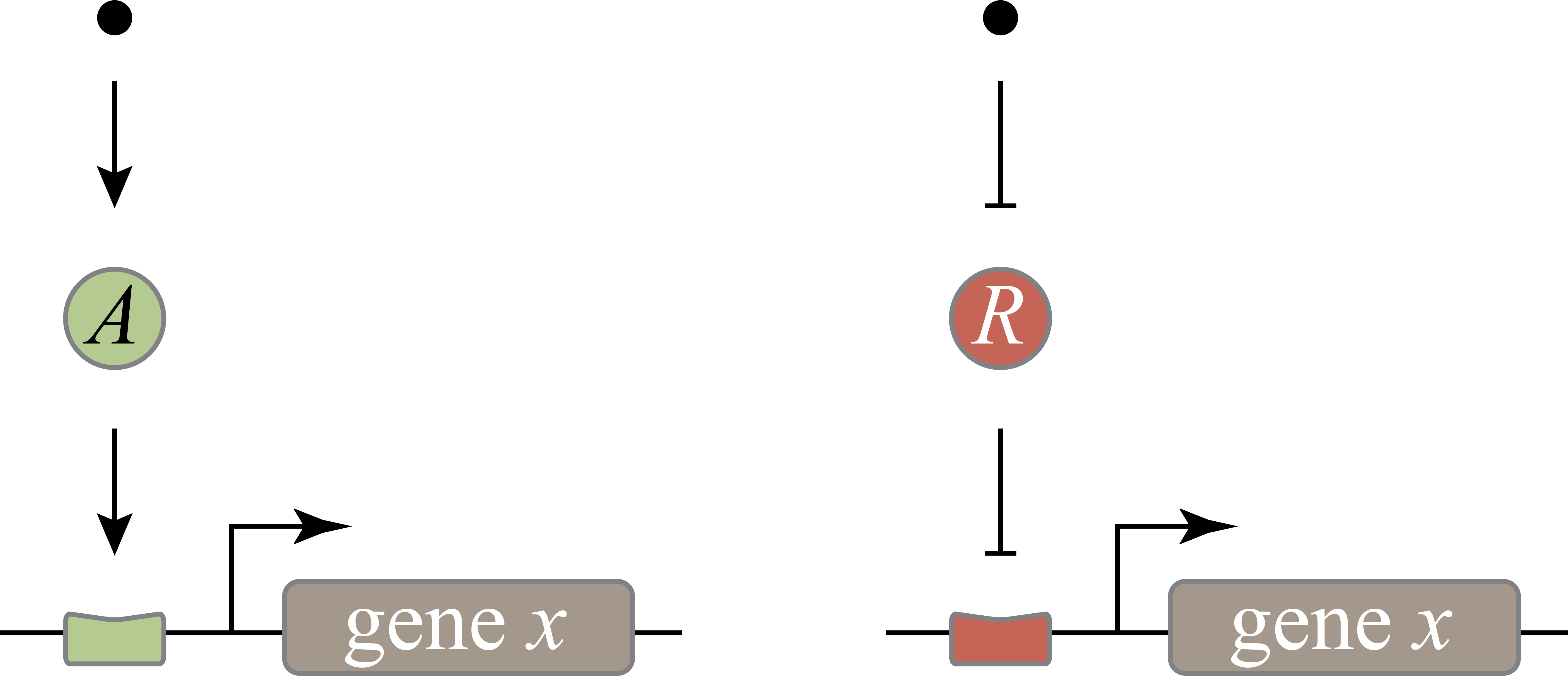 An diagram of a gene with an activator and a gene with a repressor, side-by-side.