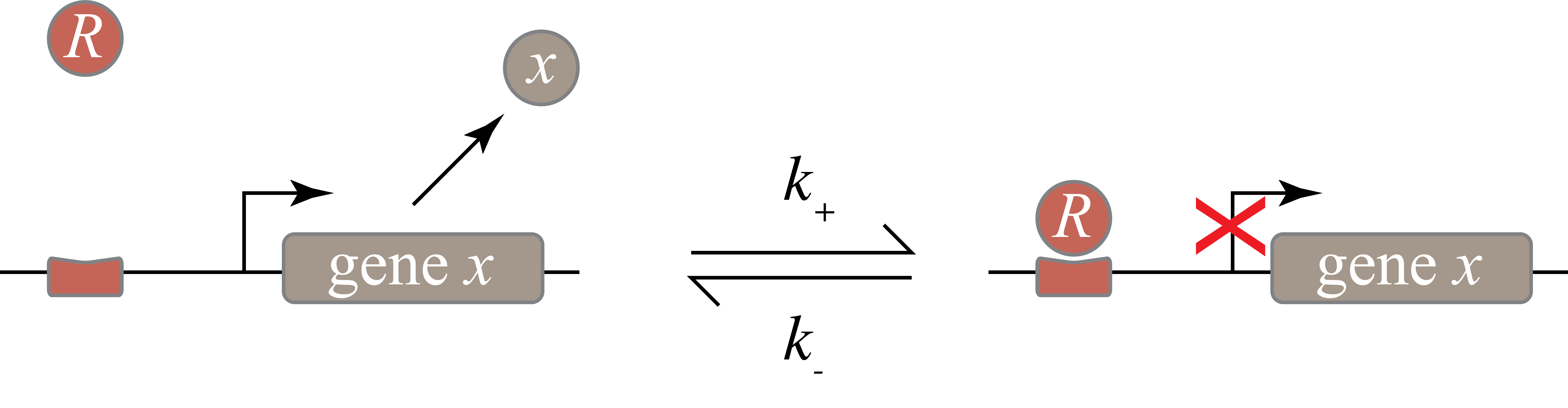 A diagram of a gene with and without a repressor.